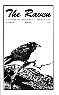 the Raven